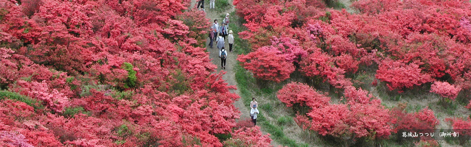 葛城山つつじ